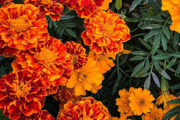 Overhead view of orange marigold flowers in garden.