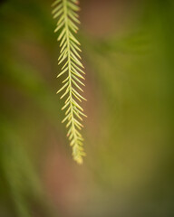 Macro image of small green leaf against blurred background.