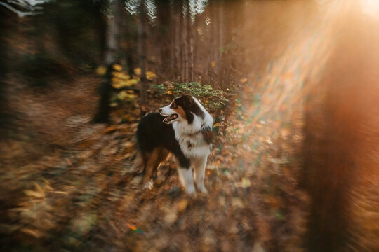 portrait of a black tricolor australian shepperd dog