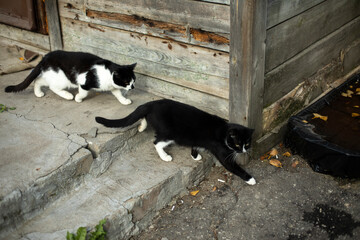 Two cats go along wall. White and black cat on street.
