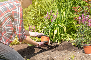Landscaping planting flowers in a garden. Women taking out of pot flower and putting in soil. Hobbies and relaxing gardening.
