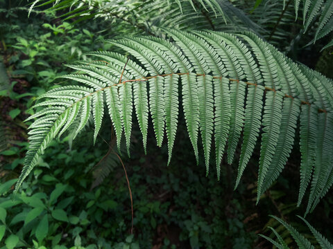 Hoja de helecho en medio del bosque, fondo de helecho, fern walpaper, high quality photograph of fern.