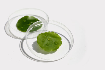 Centella asiatica (gotu kola). Fresh green leaves herb plant in petri dishes on white background.