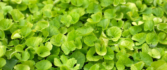 Gotu Kola herb plant in the garden