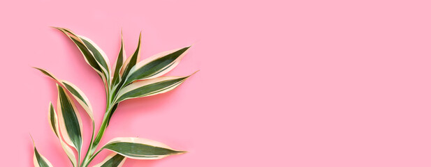Lucky bamboo or ribbon plant, pibbon dracaena on pink background with copy space.