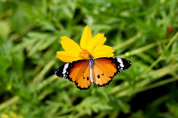Butterfly with orange sulfur cosmos or yellow cosmos flower.