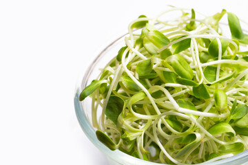 Sunflower Sprout on white background.