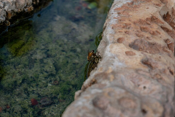 abejas en torrente de agua, israel
