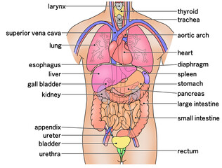 Obraz premium 人体の主な内臓の配置がわかるイラスト