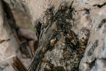 abejas en torrente de agua, israel