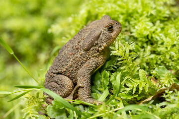 Common Toad in green moss