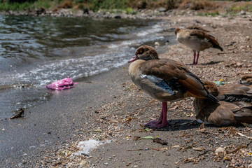 patos a la orilla del mar de galilea