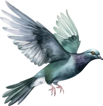 recommend clip art: Pigeon bird watercolor illustration. Generative AI