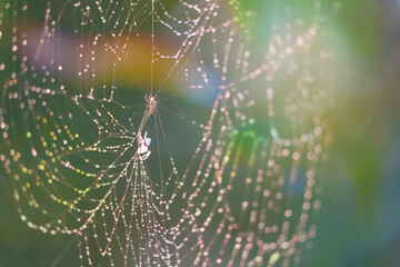 blurred cobweb dew drop and rain on web and colorful garden