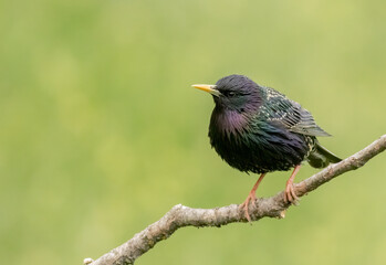 Common Starling in natural habitat