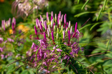 Close up texture view of a beautiful purple and white spider flower (cleome), blooming in a sunny garden in early evening