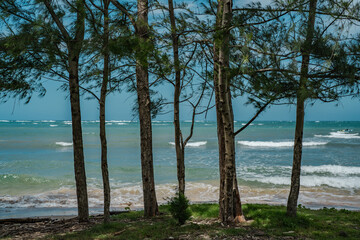 Beach swings, Punaluu Beach, North Shore, Oahu Hawaii. Casuarina equisetifolia, coastal she-oak,...