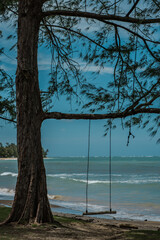 Beach swings, Punaluu Beach, North Shore, Oahu Hawaii. Casuarina equisetifolia, coastal she-oak,...