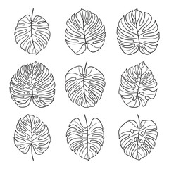 Set of monstera hand drawn vector