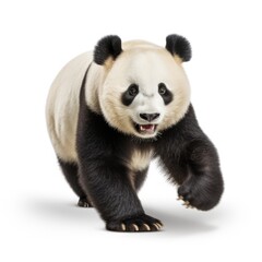 panda bear playing, on white background, generative ai, bear,
