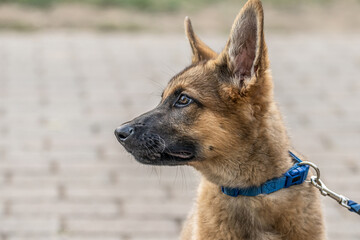Cute brown German Shepherd dog baby puppy looks closely at the owner