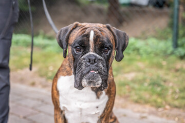 Beautiful German Boxer Dog sitting in front of green gras in a park looking cute