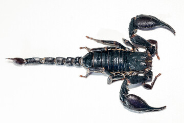 Study of the structure and anatomy of scorpions in the laboratory.