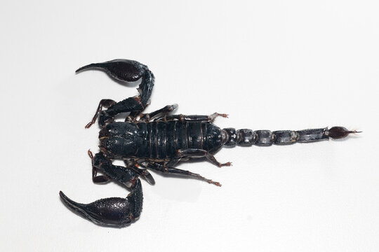 Study of the structure and anatomy of scorpions in the laboratory.