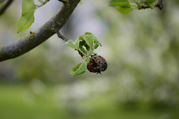 Closeup pear fruit mummy on the tree with blurred background in spring garden