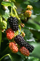 delicious and juicy blackberry fruits on a bush in the garden