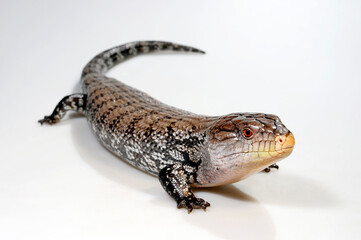 Indonesian blue-tongued skink // Riesenblauzungenskink, Südlicher Neuguinea-Blauzungenskink (Tiliqua gigas evanescens)