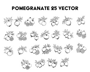 vector set of pomegranate fruit, drawn tropical fruit illustration.