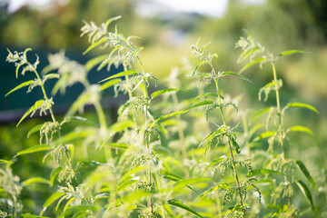 beautiful green nettle plant in sunlight outdoors