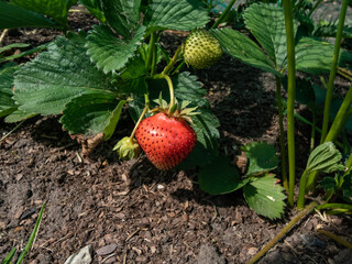 Close-up of a red strawberry growing and maturing in the bed in the garden surrounded with green leaves in summer on a sunny day. Growing organic food concept