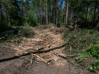 Naklejka na ściany i meble View of a path of tree branches and logs for forest machinery in the forest for cutting trees in logs. Deforestation concept