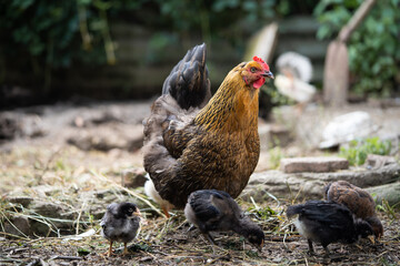 a beautiful adult hen walks with her chicks