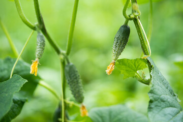 fresh green cucumbers grow in a greenhouse