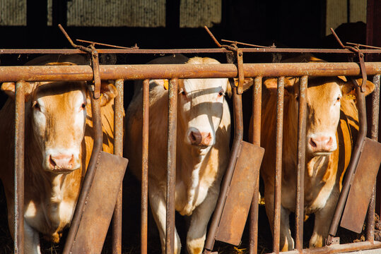 Des vaches dans une &eacute;table. Bovins dans une stabule. Elevage bovin. Agriculture rurale. Campagne fran&ccedil;aise. Maltraitance animale. Ferme de vaches