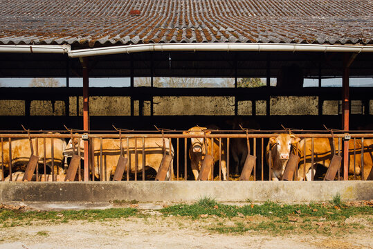 Des vaches dans une &eacute;table. Bovins dans une stabule. Elevage bovin. Agriculture rurale. Campagne fran&ccedil;aise. Maltraitance animale. Ferme de vaches