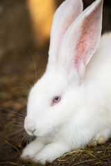 Obraz premium a beautiful white domestic rabbit is grazing and walking in the enclosure outdoors