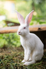 a beautiful white domestic rabbit is grazing and walking outdoors