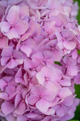 beautiful pink hydrangea flowers in the garden