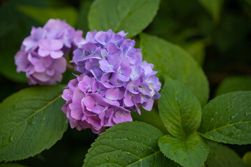 beautiful pink hydrangea flowers in the garden