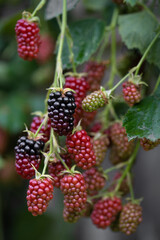 delicious and juicy blackberry fruits on a bush in the garden