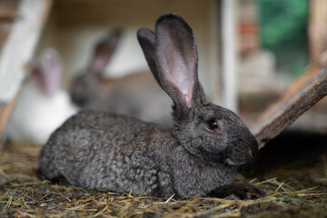 a beautiful grey domestic rabbit is grazing and walking in the enclosure outdoors