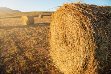 hay in rolls in a field at sunset, harvest, Hay bale, Agriculture field with sky, Rural nature in the farm land, Straw on the meadow