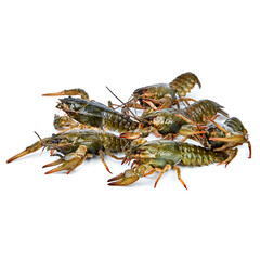 Crayfish live on a white background