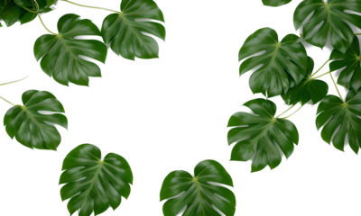 Green Plant On White Background 
