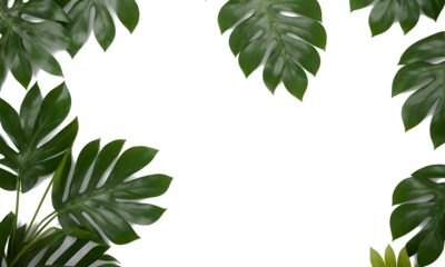 Green Plant On White Background 