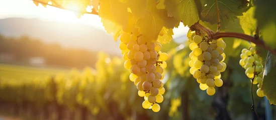 Crédence de cuisine en verre imprimé Vignoble Ripe grapes on a vine growing in a vineyard at sunset, with selective focus and copy space. Vineyards
